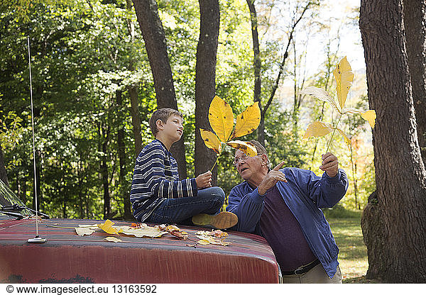 Senior man showing grandson autumn leaves in woods