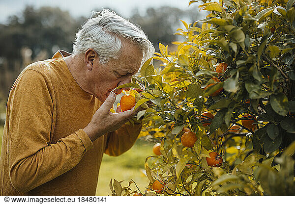 Senior man smelling orange fruit standing by tree