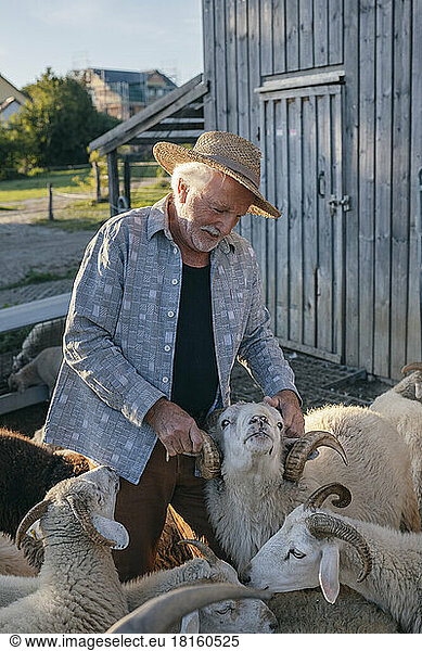 Senior man stroking sheep at farm