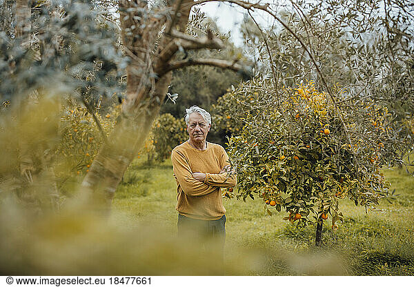 Senior man with arms crossed standing by orange tree