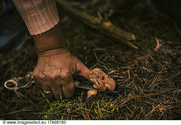 Senior woman cutting mushroom in forest