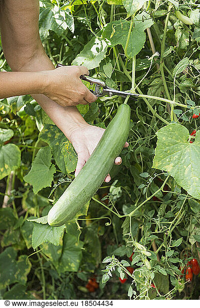 Senior woman harvesting cucumber in vegetable garden  Altötting  Bavaria  Germany