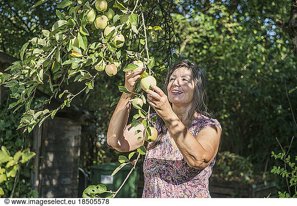 Senior woman harvesting green apple  Altötting  Bavaria  Germany