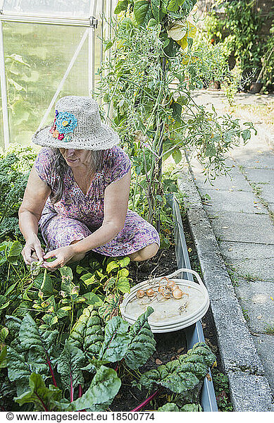 Senior woman harvesting onions and beans in the garden  Altötting  Bavaria  Germany