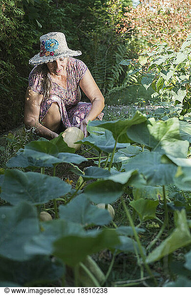 Senior woman harvesting pumpkin in a garden  Altötting  Bavaria  Germany