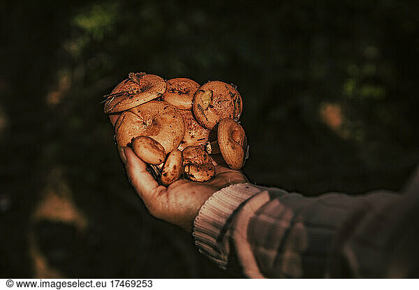 Senior woman holding pine mushrooms in forest