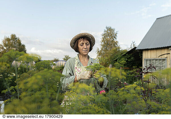 Senior woman picking fresh dill from vegetable garden