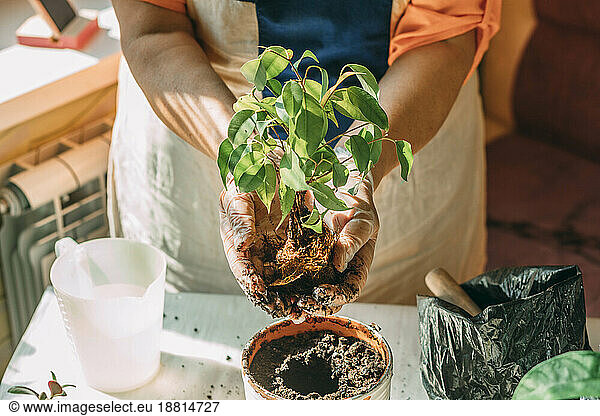Senior woman planting sapling in pot at home