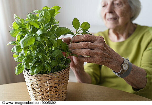 Senior woman plucking basil leaves from plant at home