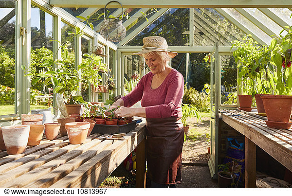 Senior woman potting plants in sunny greenhouse