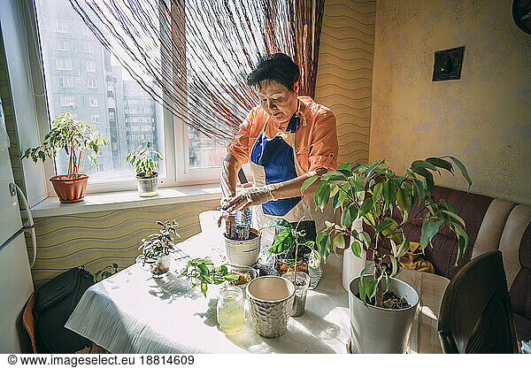 Senior woman preparing pot for planting saplings on table