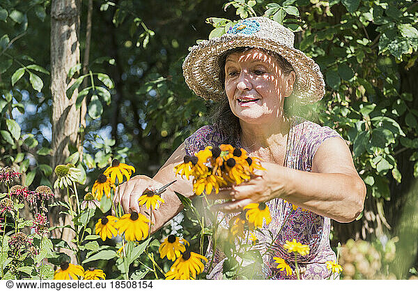 Senior woman pruning echinacea flowers in garden  Altötting  Bavaria  Germany