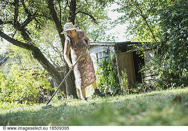 Senior woman raking up the leaves in a garden  Altötting  Bavaria  Germany