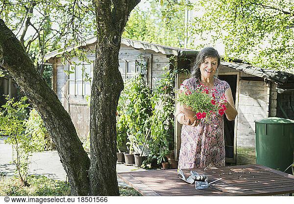 Senior woman repotting flowers  Altötting  Bavaria  Germany