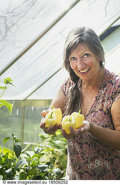 Senior woman with harvested fresh bell pepper  Altötting  Bavaria  Germany