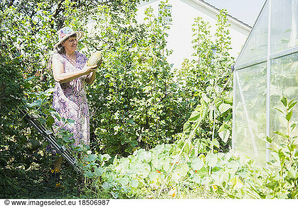 Senior woman with melon in garden  Altötting  Bavaria  Germany
