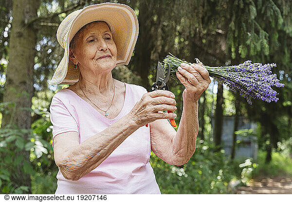 Senior woman with pruning lavender flower stems in park