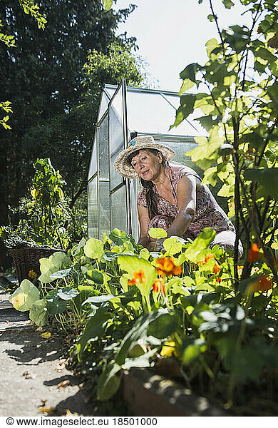 Senior woman working in garden  Altötting  Bavaria  Germany