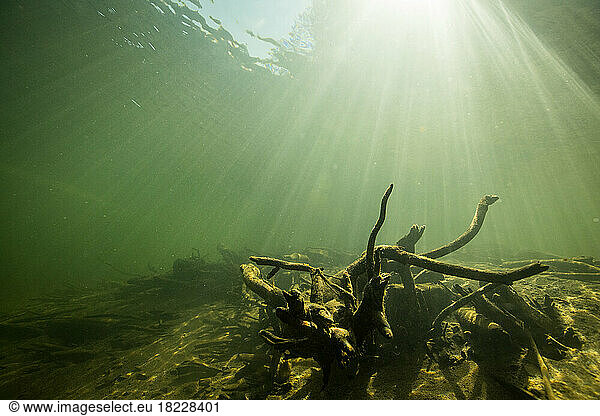 SENSES Underwater trees decay in the sunlight