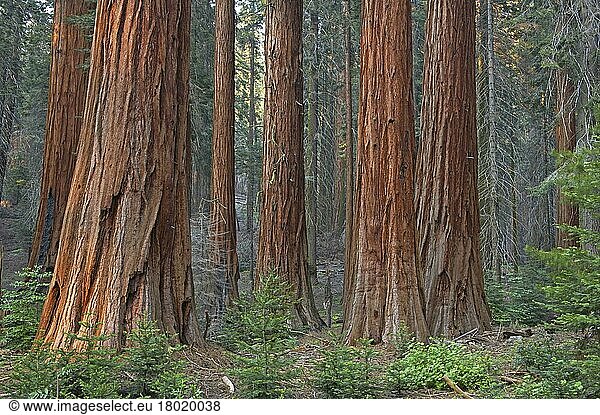 Sequoia gigantea  Riesenmammutbaum (Sequoiadendron giganteum)  Bergmammutbaum  Zypressengewächse  Giant Redwood trunks  in forest habitat  Sequoia N. P. California (U.) S. A