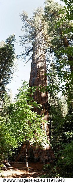 Sequoia in Big Tree national Park.