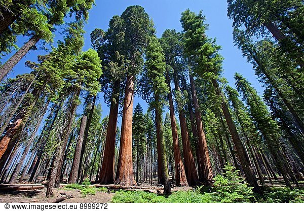 Sequoia National Park  California  USA