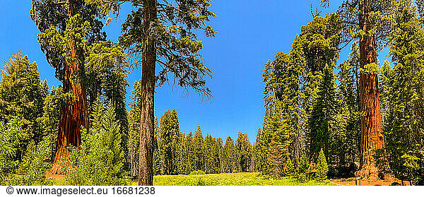 Sequoia-Nationalpark in Kalifornien