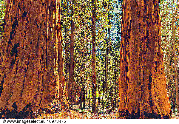 Sequoia-Nationalpark in Kalifornien  USA