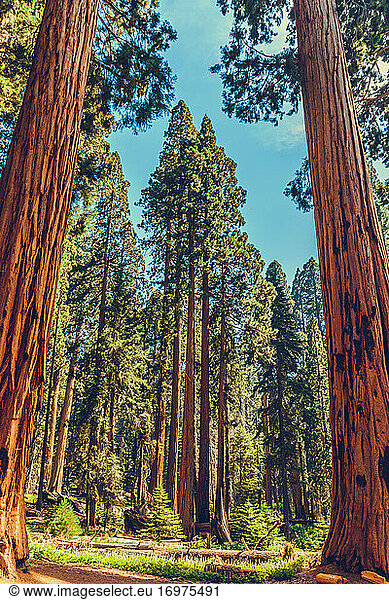Sequoia-Nationalpark in Kalifornien  USA