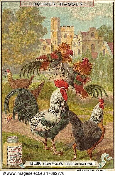 Serie Hühnerrassen  digital verbesserte Reproduktion eines Liebig Sammelbildes von ca 1900