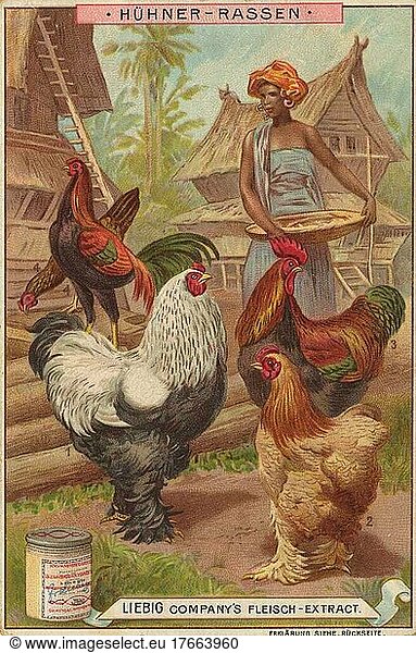 Serie Hühnerrassen  digital verbesserte Reproduktion eines Liebig Sammelbildes von ca 1900