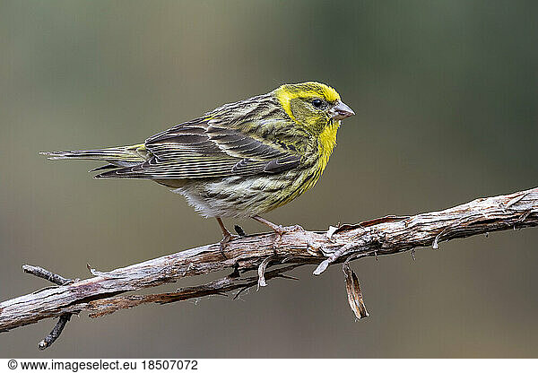 Serin (Serinus serinus) male perched on a branch  Leon  Spain  Europe