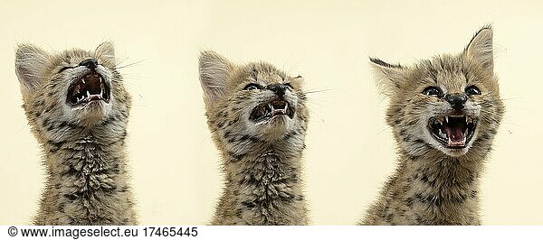 Serval (Leptailurus serval)  3 Jungtiere  schreiend  9 Wochen  captive  Österreich  Europa