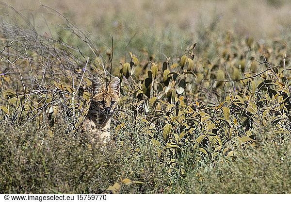 Serval (Leptailurus serval)  Ndutu  Ngorongoro-Schutzgebiet  Serengeti  Tansania