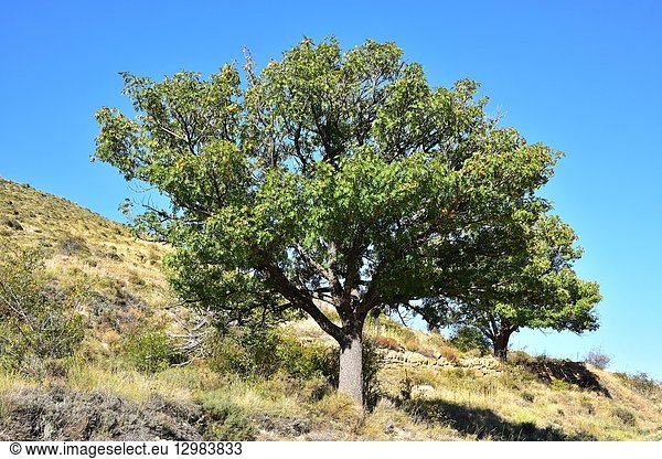Service tree or sorb tree (Sorbus domestica) is a deciduous tree native to south Europe north Africa Caucasus and north Turkey. Its over-ripen fruits are edible. This photo was taken in Maestrazgo Teruel province Aragon Spain.