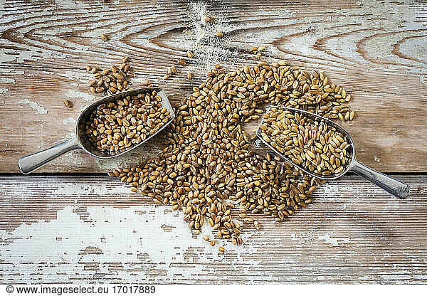Serving scoops of wheat grains
