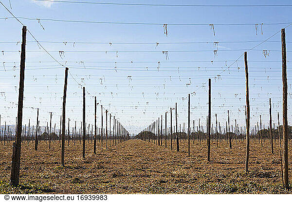 Set of tall posts arranged in rows  with overhead wires  and worked soil  agriculture