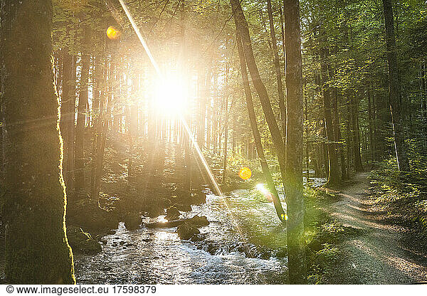 Setting sun illuminating forest stream in summer