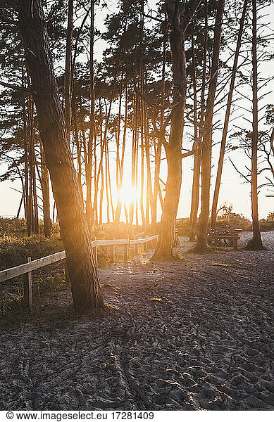 Setting sun shining between trees growing along sandy beach