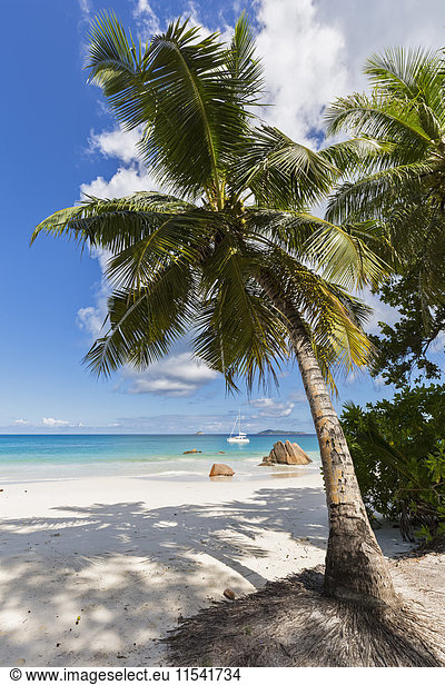 Seychellen  Praslin  Anse Lazio  Katamaran  Palme am Strand