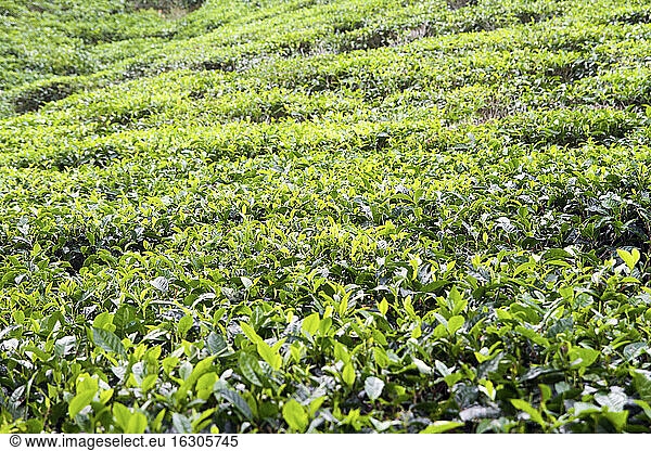 Seychelles  Mahe Island  Tea plantation