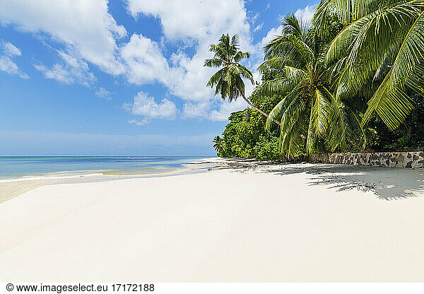 Seychelles  Praslin Island  Anse Lazio sandy beach with palm trees