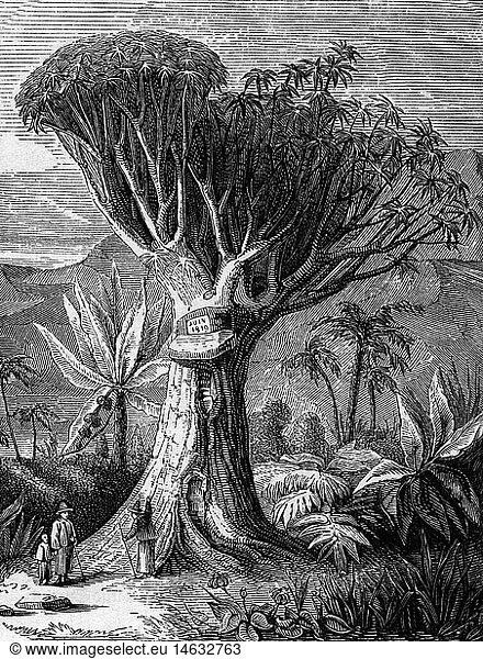 SG hist.  Botanik  BÃ¤ume  Drachenbaum  (Dracaena draco)  auf Teneriffa  Xylografie  19. Jahrhundert SG hist., Botanik, BÃ¤ume, Drachenbaum, (Dracaena draco), auf Teneriffa, Xylografie, 19. Jahrhundert,