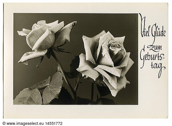 SG hist.  Feste  GlÃ¼ckwunschkarten Geburtstag  'Viel GlÃ¼ck zum Geburtstag'  Rosen  Fotopostkarte  Deutschland  1930er Jahre