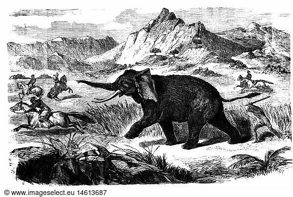 SG hist.  Jagd  Elefanten  Elefantenjagd in Ã„thiopien  Xylografie  um 1870