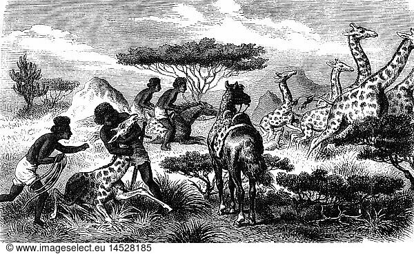 SG hist. Jagd Giraffen Giraffenjagd in Ostafrika Xylografie nach Zeichnung von H. Leutemann 1876