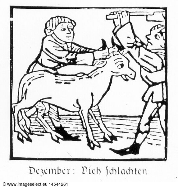 SG hist.  Jahreszeiten  'Dezember'  Schlachtung eines Rindes  Holzschnitt  Druck: Johann BÃ¤mler  Augsburg  um 1483