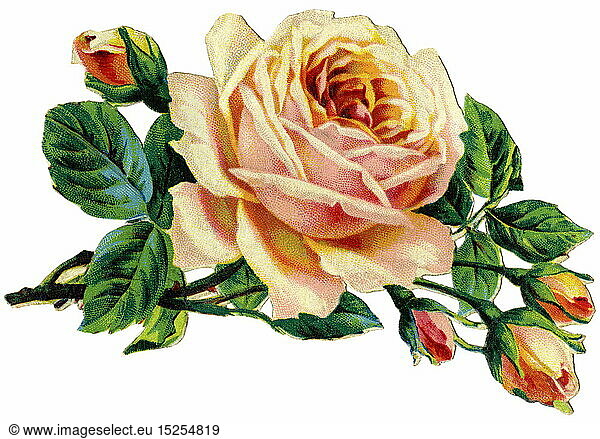 SG hist.  Kitsch  Rosenzweig  Glanzbild  Lithographie  Deutschland  um 1900
