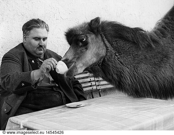 SG hist.  Kuriosa  Tiere  MÃ¼nchner Fahrlehrer Erich Reindl hÃ¤lt sich ein Kamel als Haustier  1964