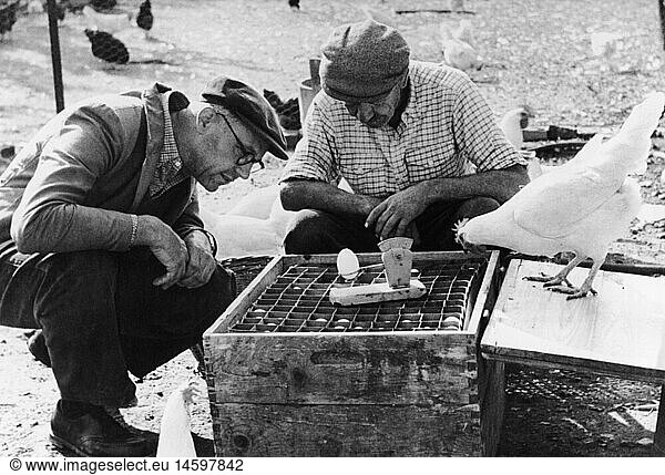 SG hist.  Kuriosa  Tiere  Zwei MÃ¤nner und ein Huhn kontrollieren ein Ei  13.4.1960